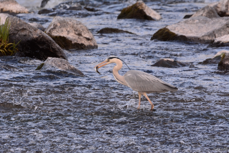 Photo Oiseaux heron cendrè ( à la pêche )