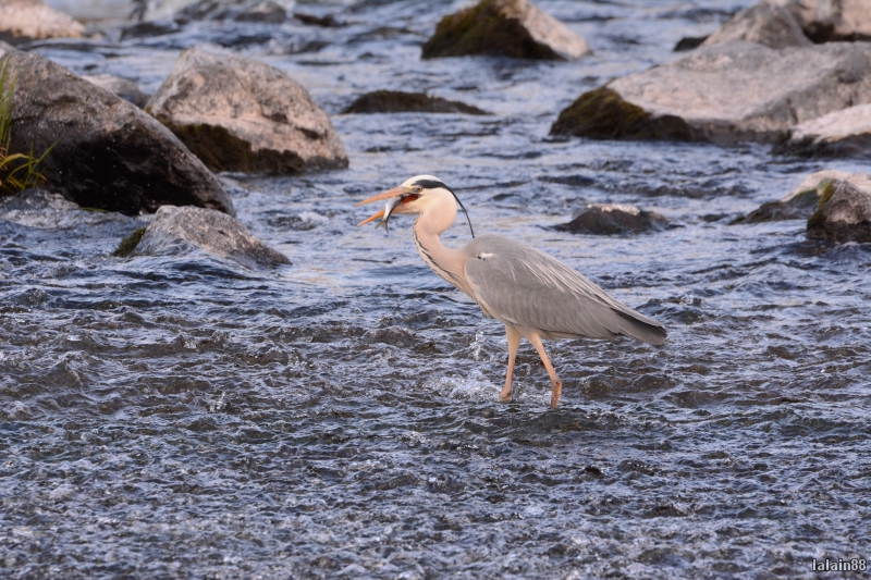 Photo Oiseaux heron cendrè ( à la pêche )