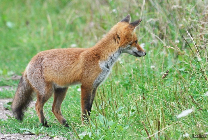 Photo Mammifères