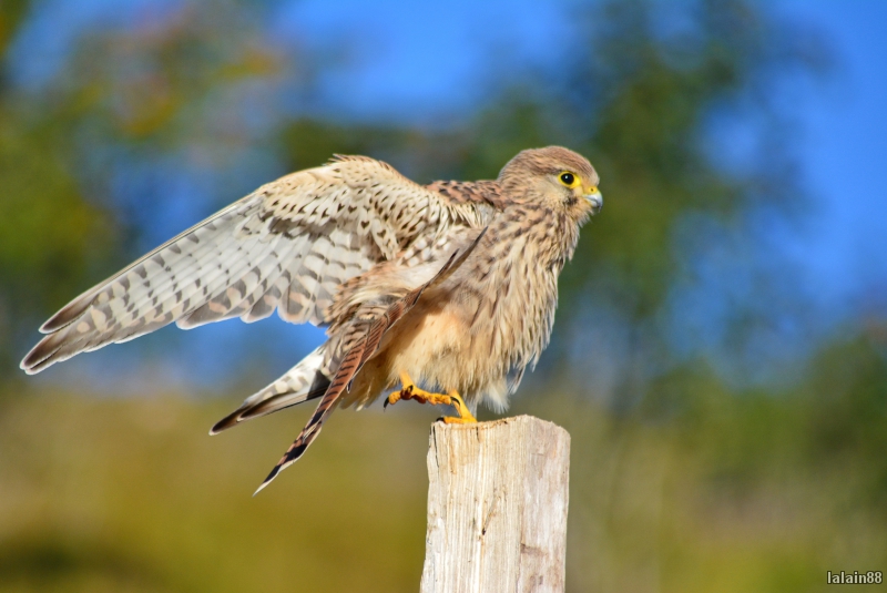 Photo Oiseaux Faucon crécerelle