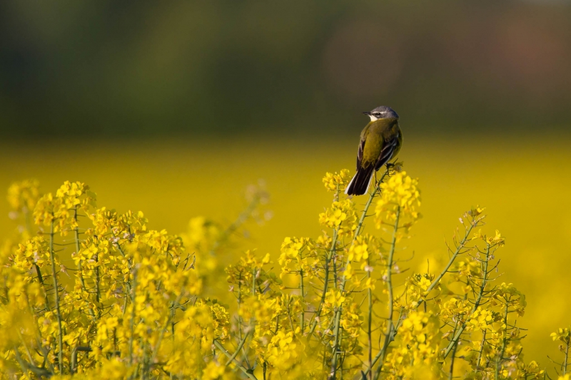 Oiseaux Bergeronnette printanière